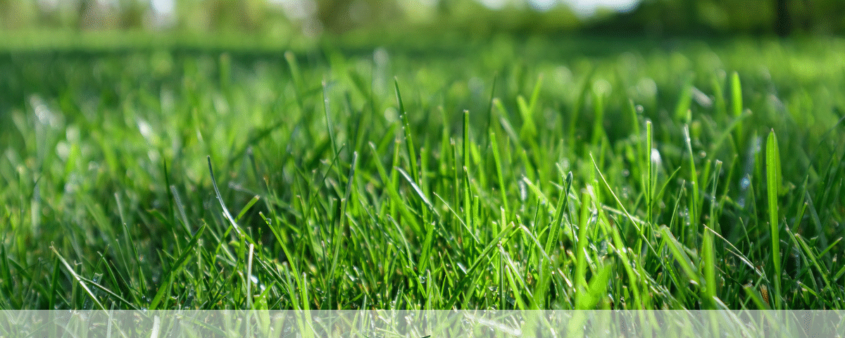 diyarbakir-iklimine-uygun-cim-turleri-ve-cim-bakiminda-dikkat-edilmesi-gerekenler