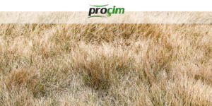 cim-sararmasi-neden-olur-ve-nasil-onlenir